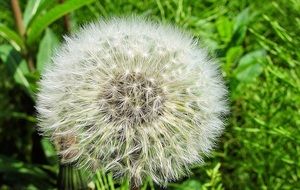 closeup picture of dandelion flower at grow season