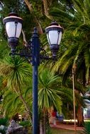 Lantern near the palm trees