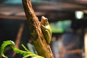 green little frog in the rainforest