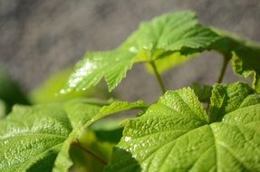 Beautiful green leaves of the plant in light in the garden