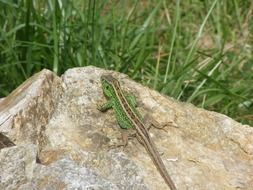 small green lizard on rock