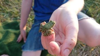 closeup photo of little toad on hand