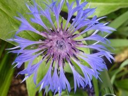 cornflower from the aster family