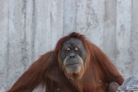 orangutan near the wooden wall