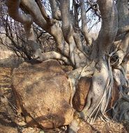 stone and old tree