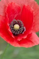 closeup of a red poppy