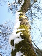 Thin tree with snow on it