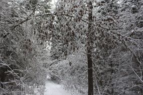 snowy path in the wintry forest