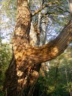 bottom view on the trunk of a willow