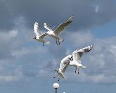 black-headed gulls on a background of gray clouds