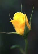 a small bud of a yellow rose