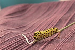 caterpillar swallowtail