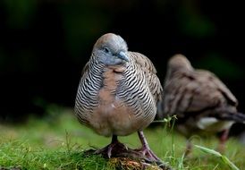 Picture of the zebra dove birds, hawaii