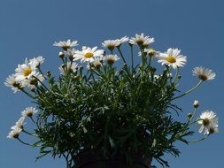 Chamomile bush on blue sky background