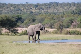 elephant near the water in the wild in South Africa