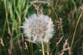 dandelion season