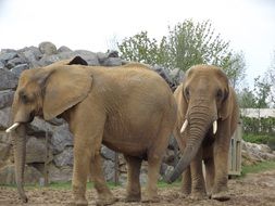 elephants is a representative of the African fauna