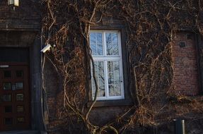 ivy on wall around lattice window