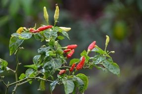 chili plant with red and green peppers