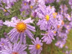 wet purple flowers
