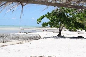 green tree on a tropical beach
