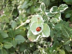 small red beetle on pale green plants