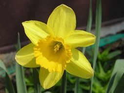 yellow daffodil in summer in the garden