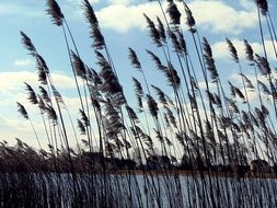 tall grass komyshey on the lake