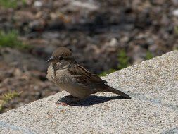 brown sparrow is sitting on a stone slab