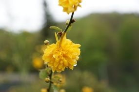 wet yellow flowers