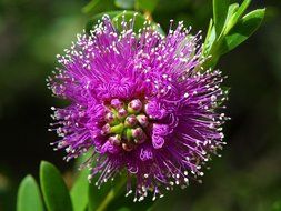 downy violent flower nature flora beautiful