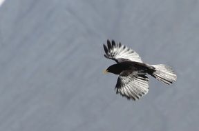 alpine chough flies in the mountains