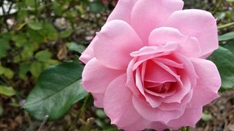 Close-up of a beautiful pale pink garden rose with green leaves