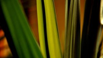 Green leaves of a plant close-up