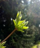 green sprout in spring