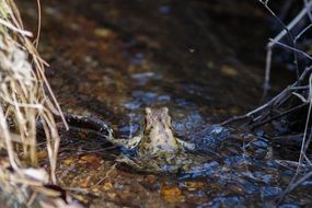 Frog on the pond