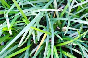 A lot of the green grass in Sri Lanka