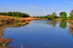 pond with green bushes on the shore