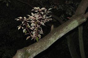 branch with leaves against the night sky