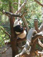 panda on the tree in zoo