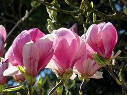 pink magnolia