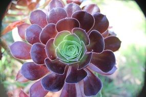 exotic purple flower in a botany garden