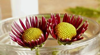 Pink flowers in a glass bowl close-up on blurred background