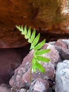 green fern leaf among colorful stones