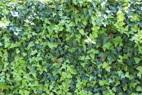 extraordinarily beautiful ivy