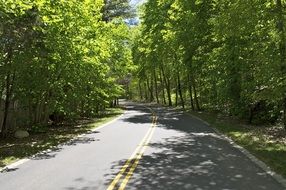 yellow markings on a forest highway