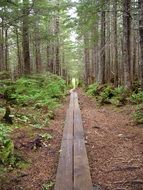 woods path nature