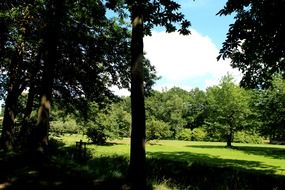 trees in a forest glade