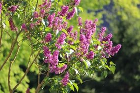 lilac bush in the forest