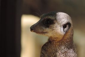 meerkat profile at the zoo